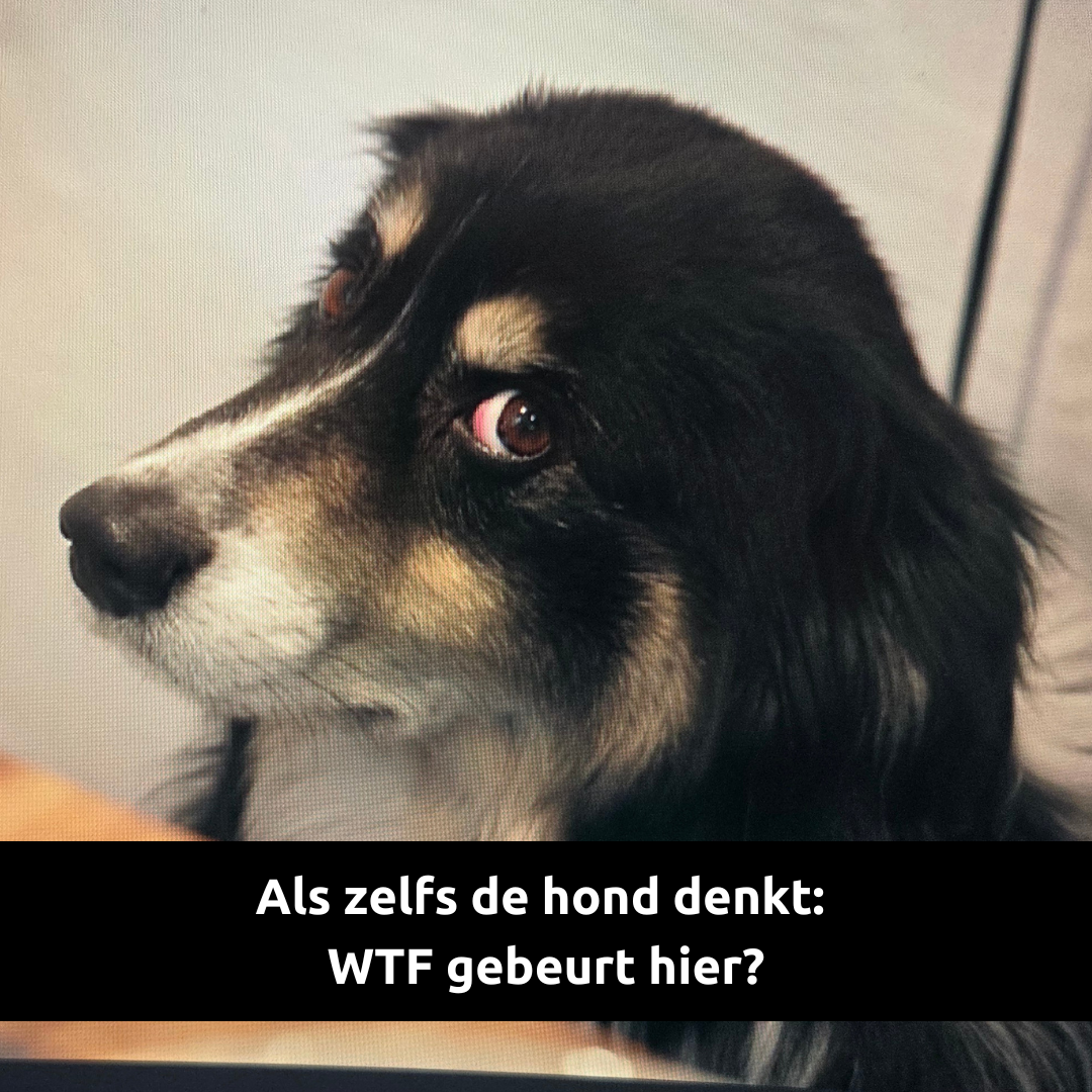 de hond van Klaas