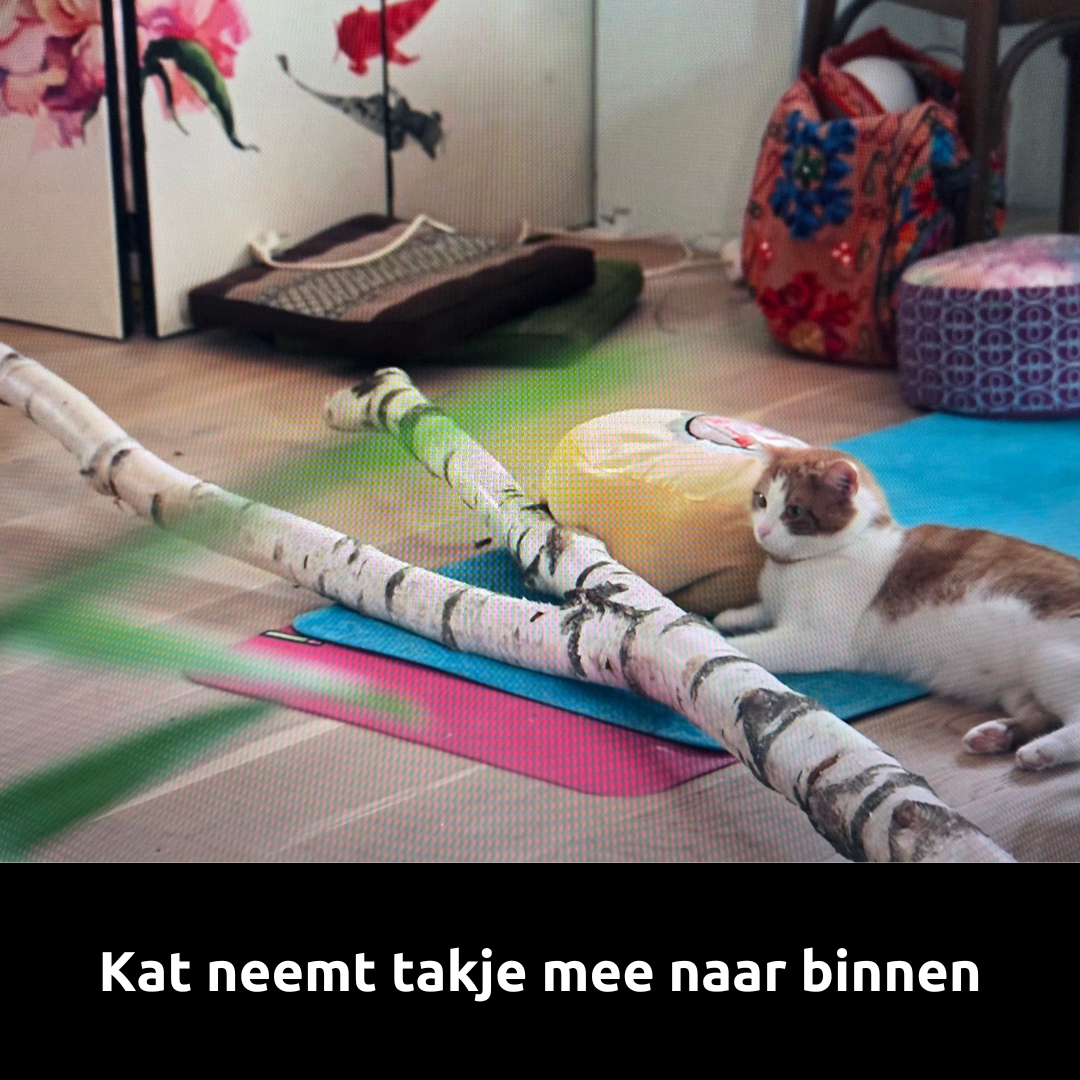 Poes van Claudia ligt met berkentak