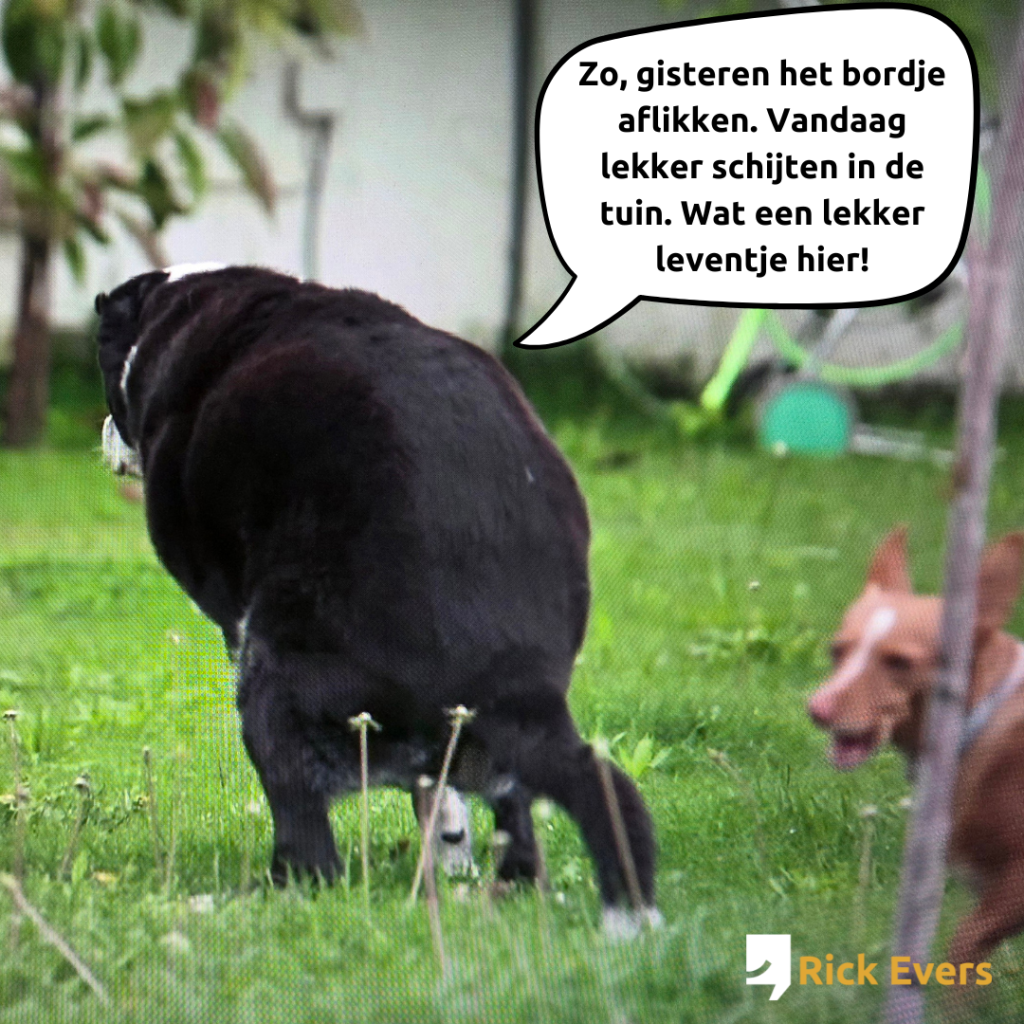 B&B Vol Liefde - hond poept op gras